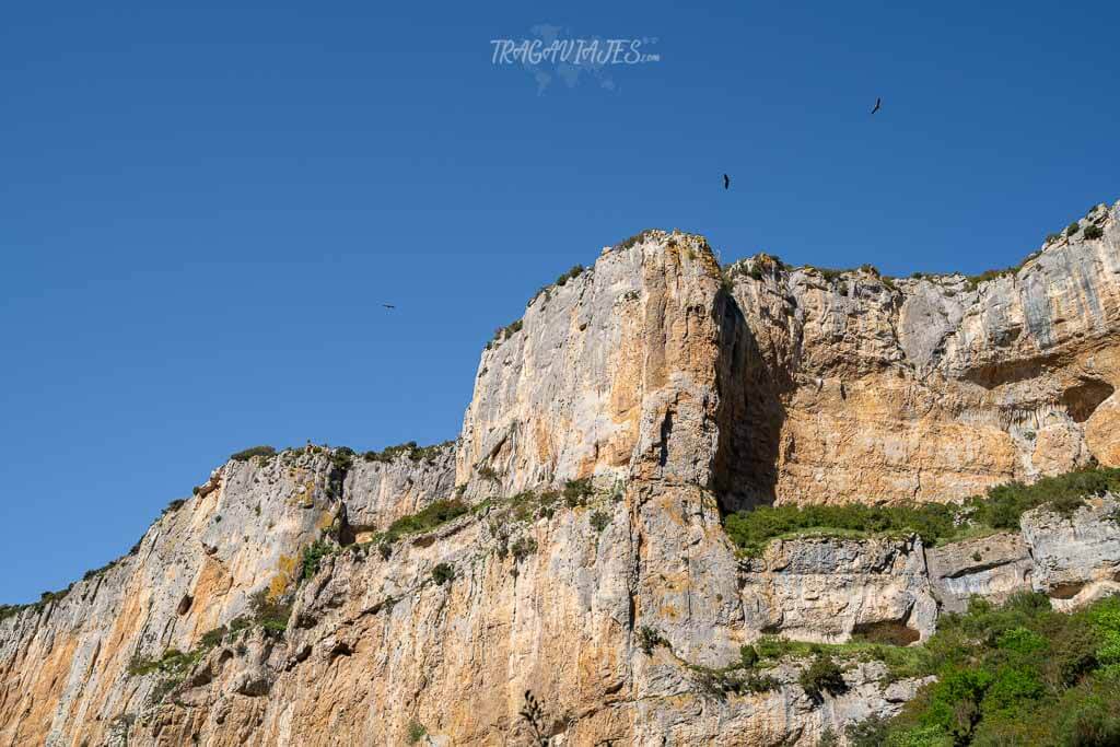 Buitres leonados en la Foz de Lumbier