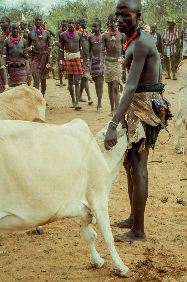 Ceremonia Bull Jumping, Tribu Hamer, Etiopia