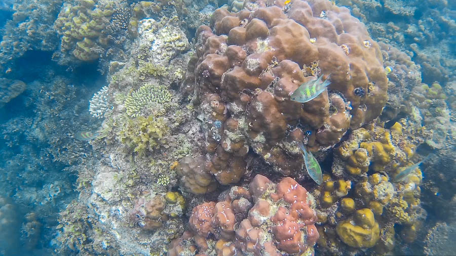 Fondo Marino, Port Barton, Filipinas. Corales, pez payasos etc. Toda una vida debajo del mar