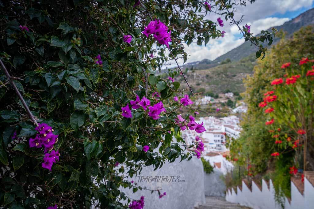 Buganvillas en Frigiliana