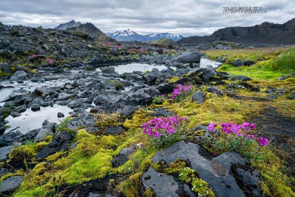 Highlands de Islandia - Vegetación de las Highlands