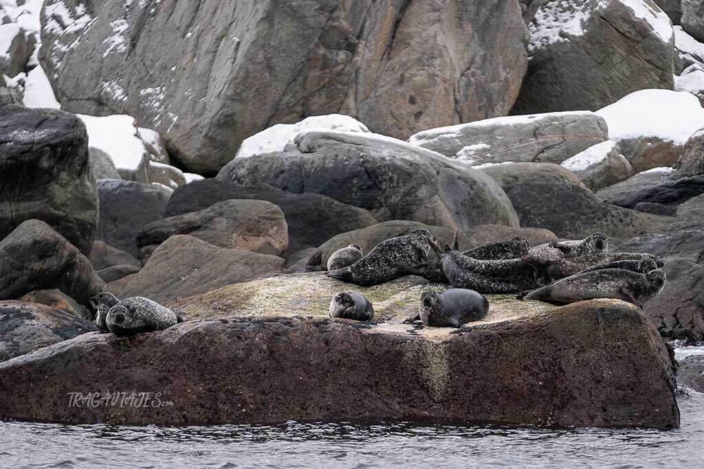 Focas durante el safari en bote