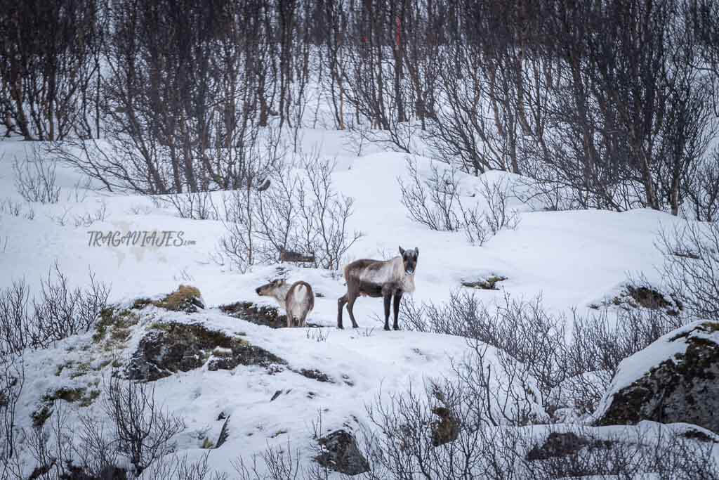 Qué hacer en Senja - Renos durante el safari en bote