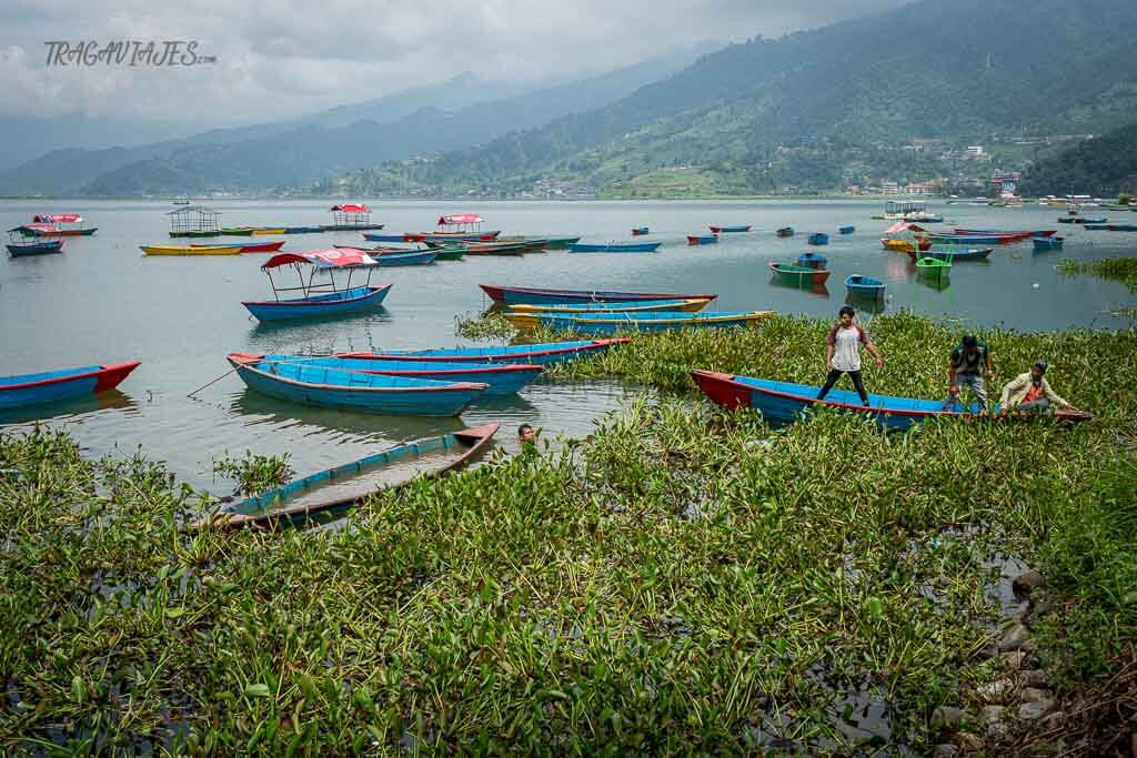 Qué ver en Pokhara - Vida en el lago Phewa