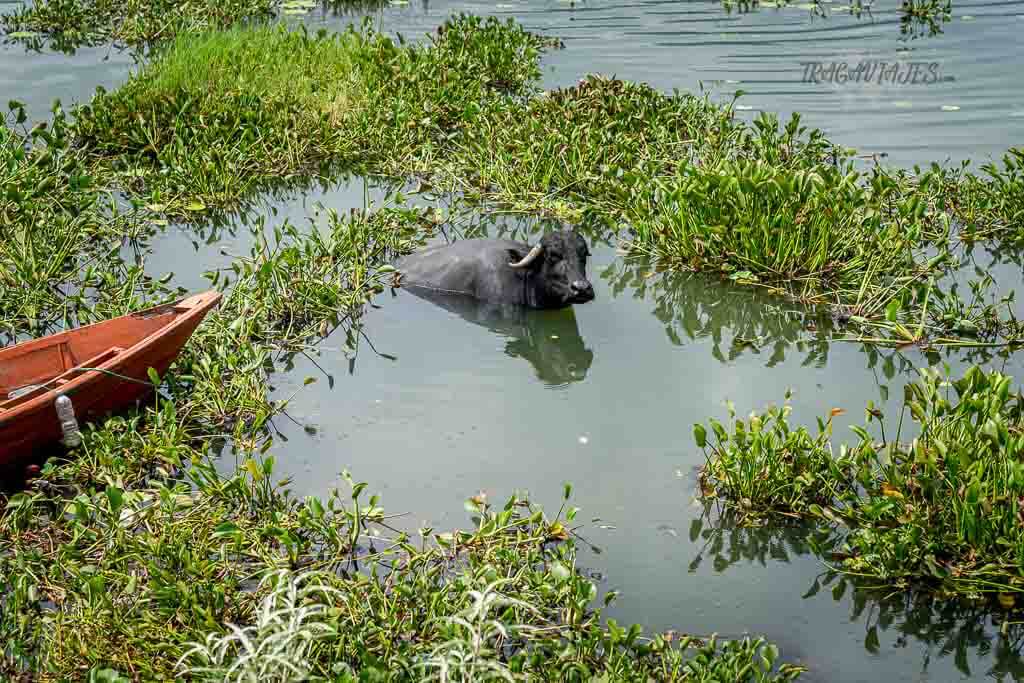 Qué ver en Pokhara - Vida en el lago Phewa