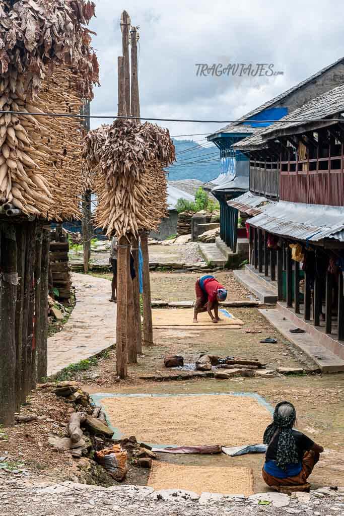 Qué ver y hacer en Bandipur - Dedicación al campo en Ramkot