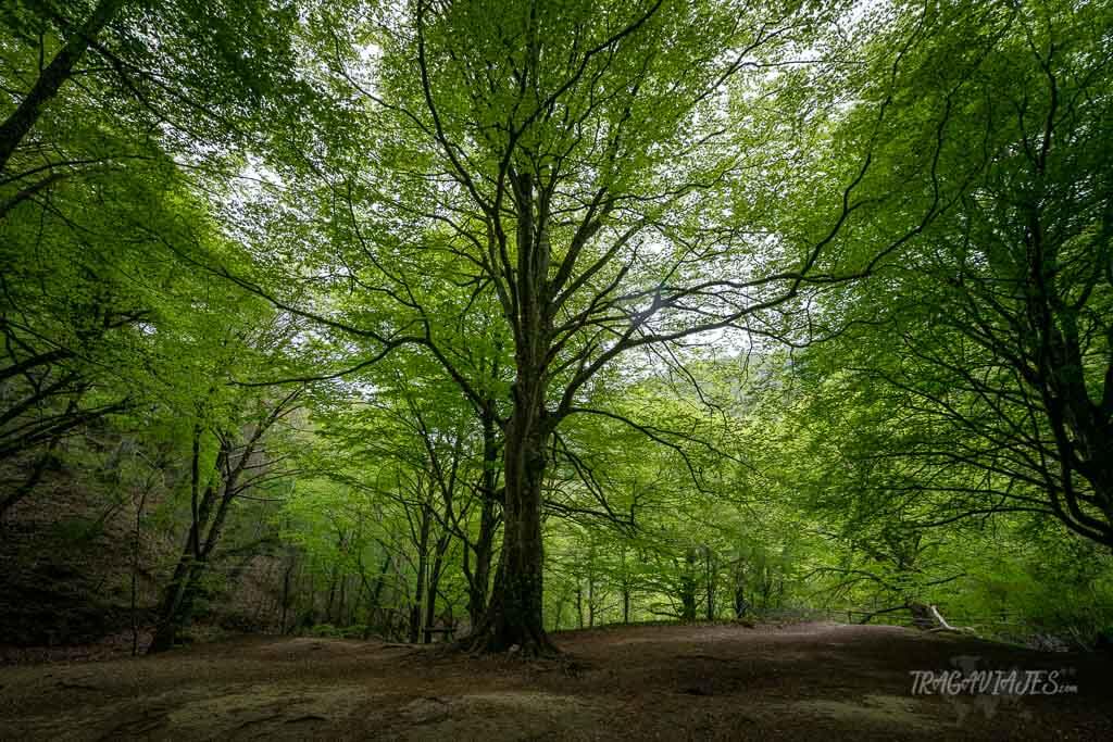 Bosques de Navarra