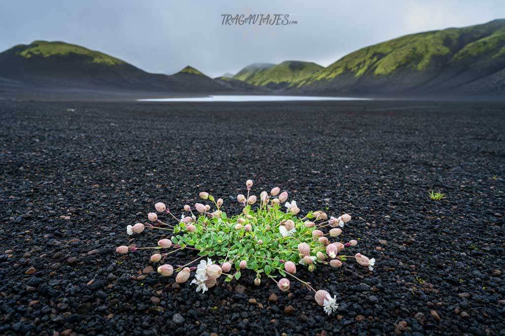 Tierras Altas Islandia ruta 8 días - Paisajes de Langisjór