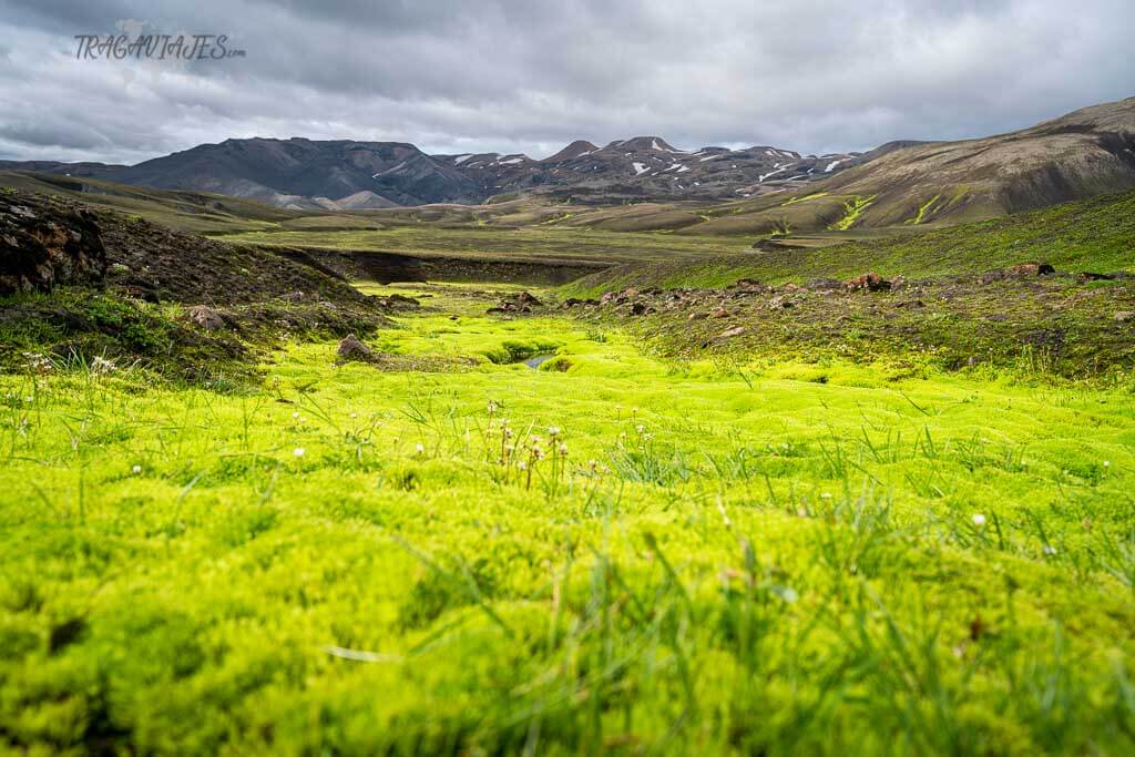 Tierras Altas de Islandia - Musgo fluorescente