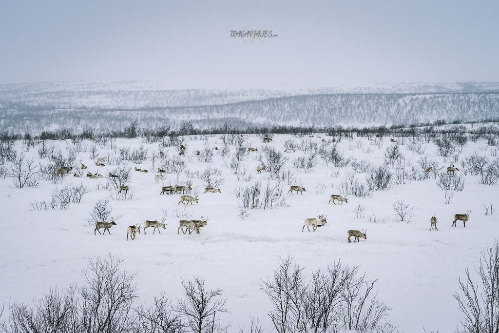 Viaje a Laponia noruega - De camino entre Kautokeino y Karasjok