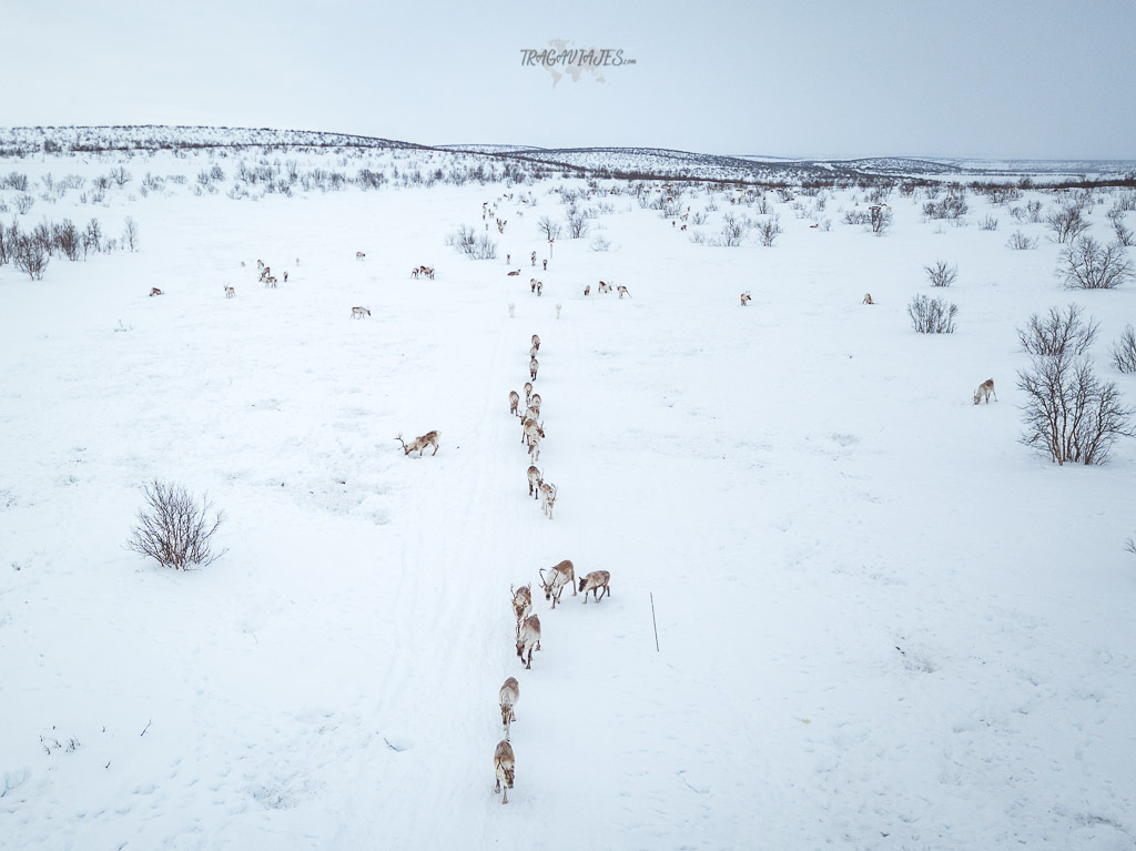 Viaje a Laponia noruega - Renos de camino entre Kautokeino y Karasjok