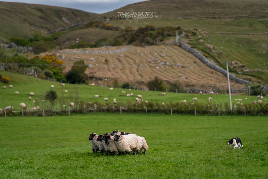 Wild Atlantic Way Irlanda - Glen Keen Farm