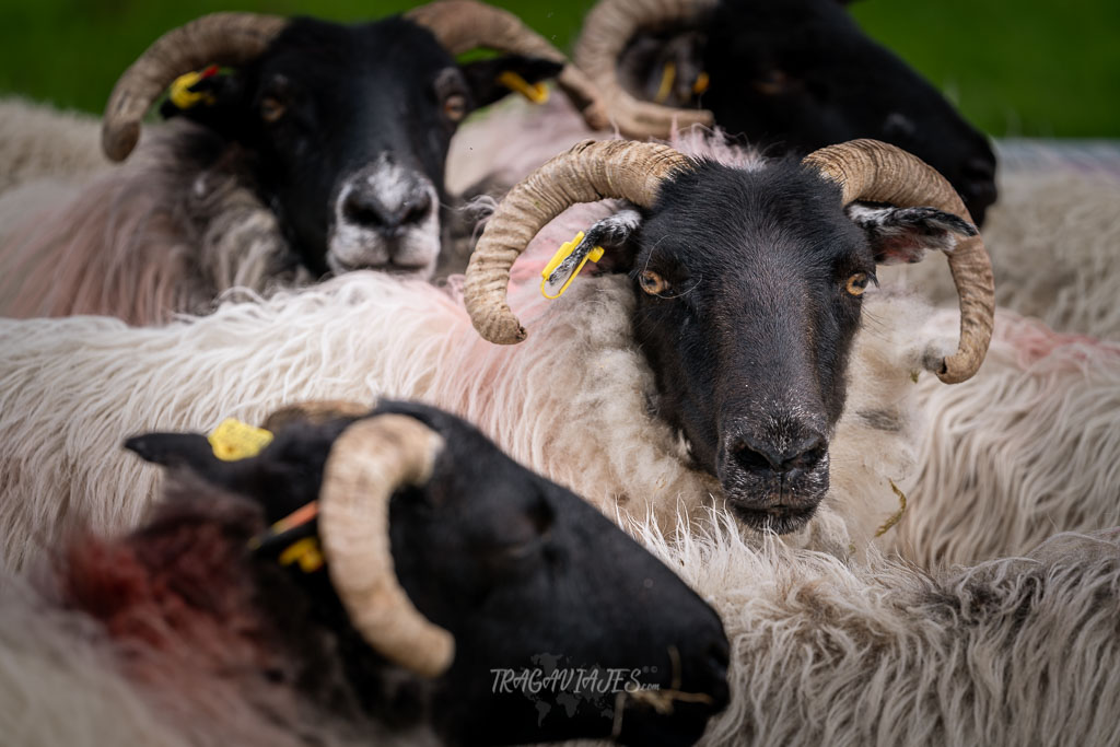 Wild Atlantic Way Irlanda - Glen Keen Farm