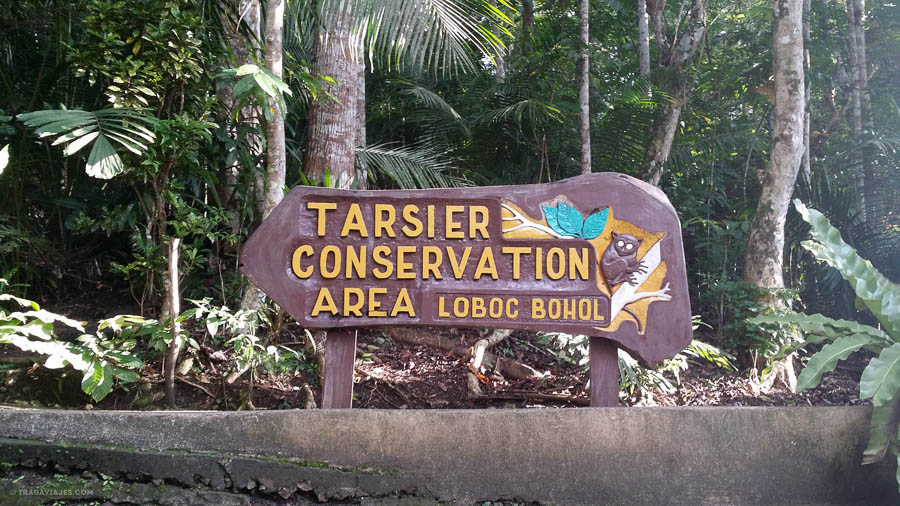 Centro tarseros, Bohol, Filipinas