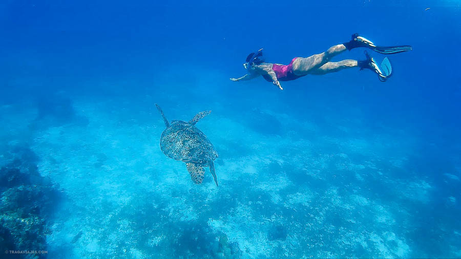 Tortuga, Balicasag, Bohol, Filpinas