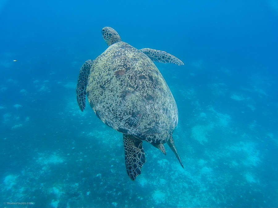 Tortuga, Balicasag, Bohol, Filpinas