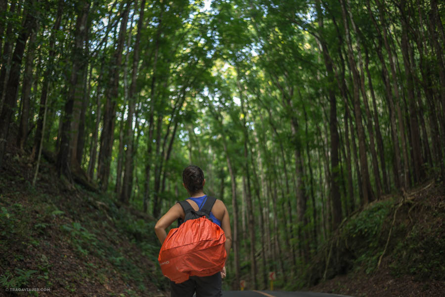 Bosque, Bohol, Filipinas