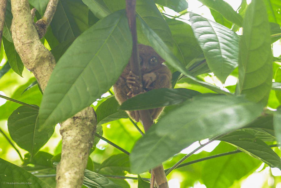 Tarsier, Bohol, Filipinas