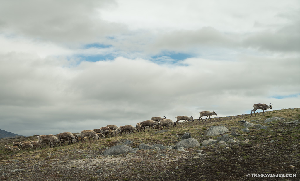 camino de san olav o nidaros, noruega