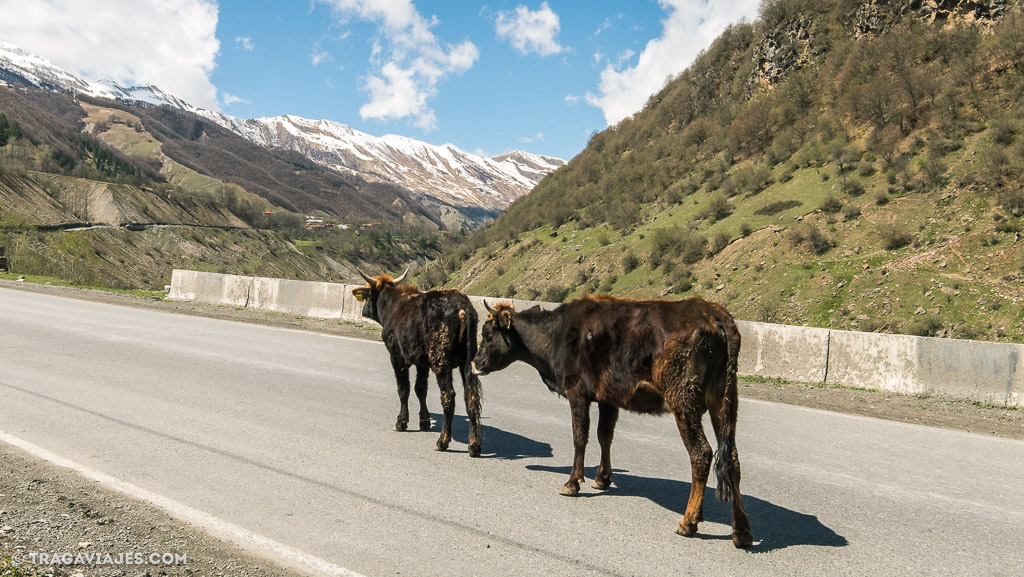 Conducir en Georgia