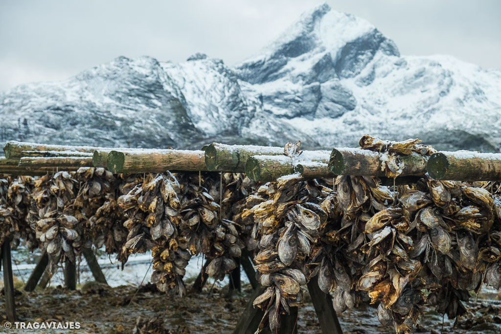 Curiosidades de Lofoten