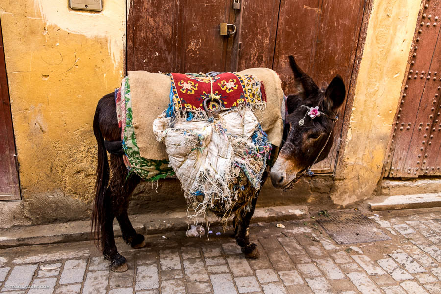 Burro en las calles de la medina de fez, Marruecos