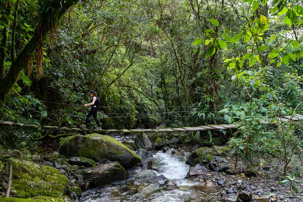 Trekking por el valle de Cocora