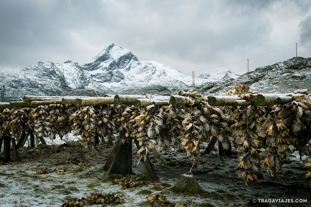 Bacalao secando en Lofoten