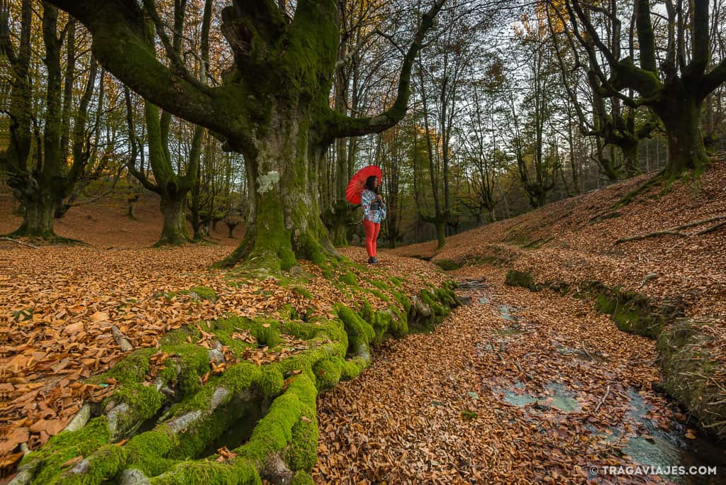 hayedo de otzarreta bosque gorbeia pais vasco