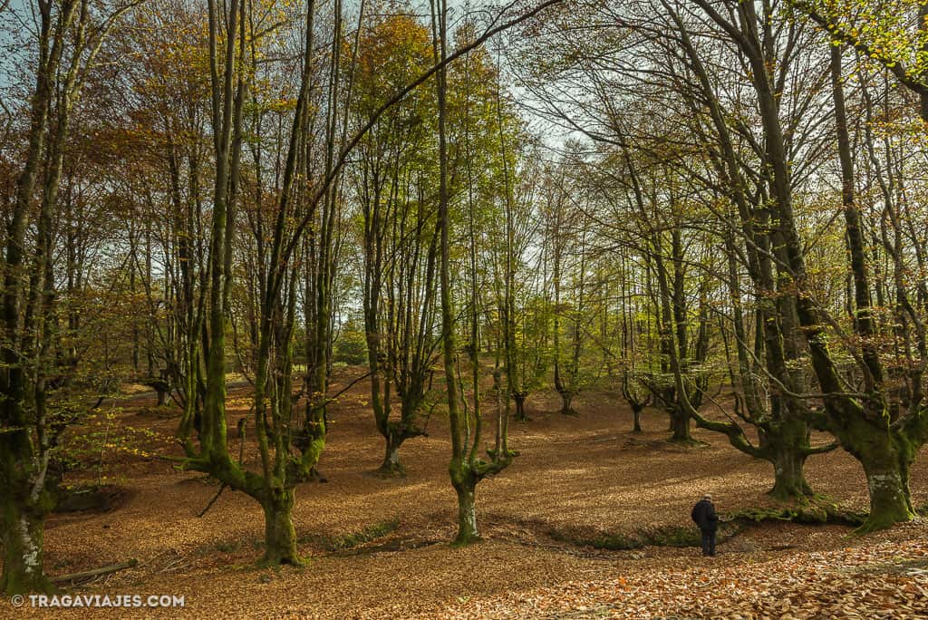 hayedo de otzarreta bosque gorbeia pais vasco