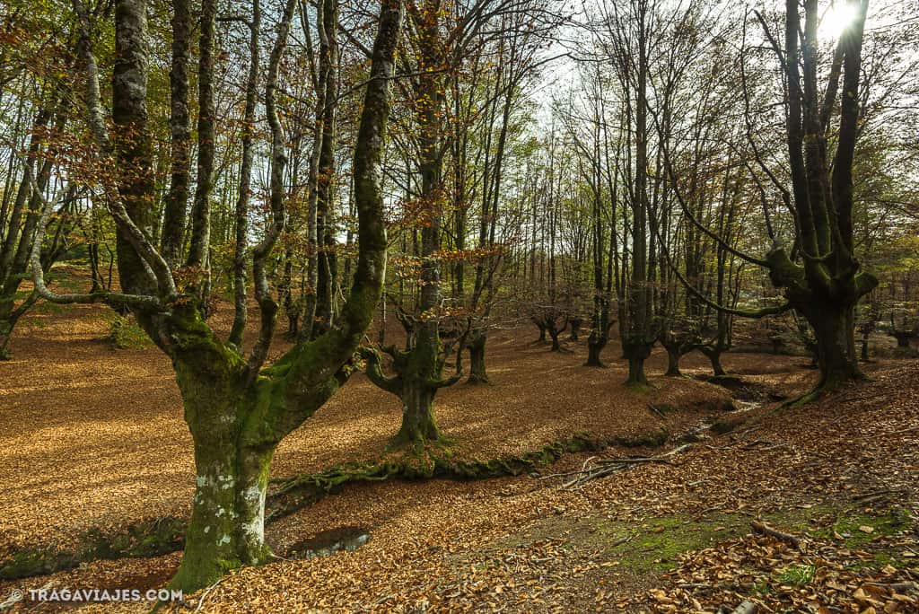 hayedo de otzarreta bosque gorbeia pais vasco