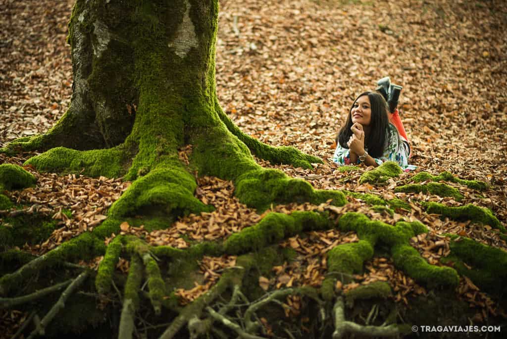 hayedo de otzarreta bosque gorbeia pais vasco