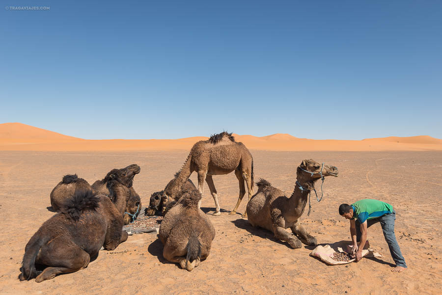 Desierto de Merzouga, dunas de Erg Chebbi, Marruecos