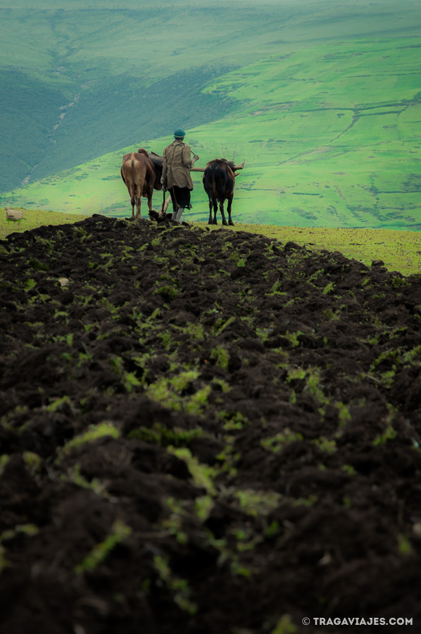 timados en etiopia