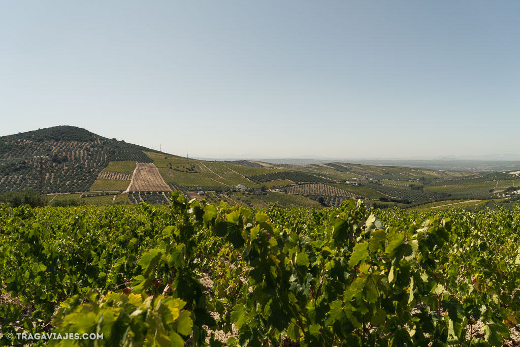 Montilla, Córdoba