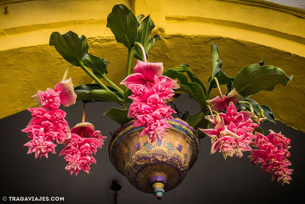 Los patios de Córdoba