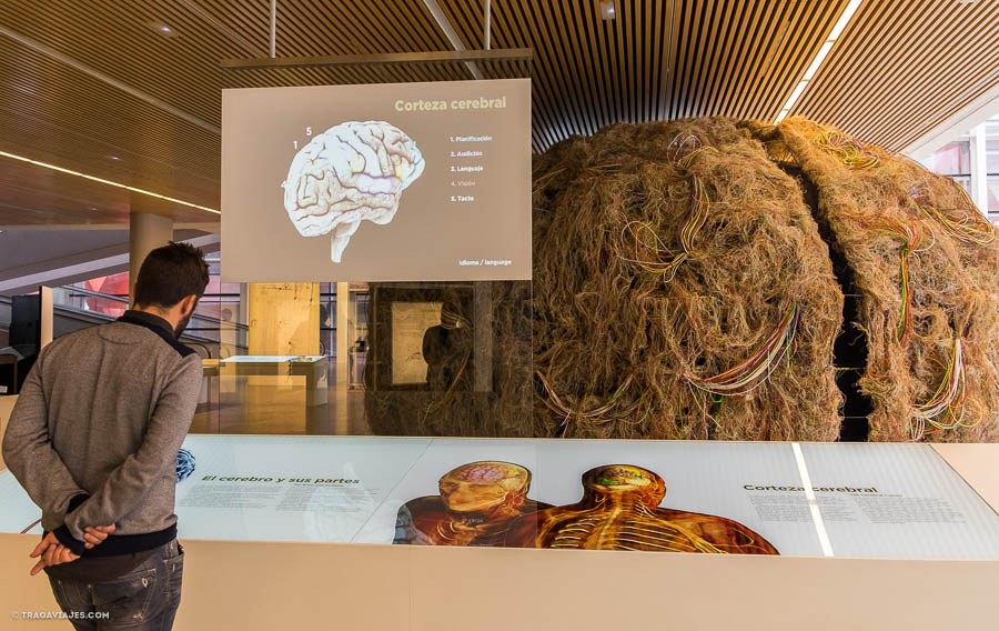 Museos de Burgos - Museo de la evolución humana