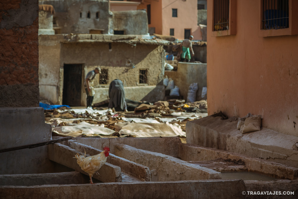 que ver en marrakech que hacer marruecos