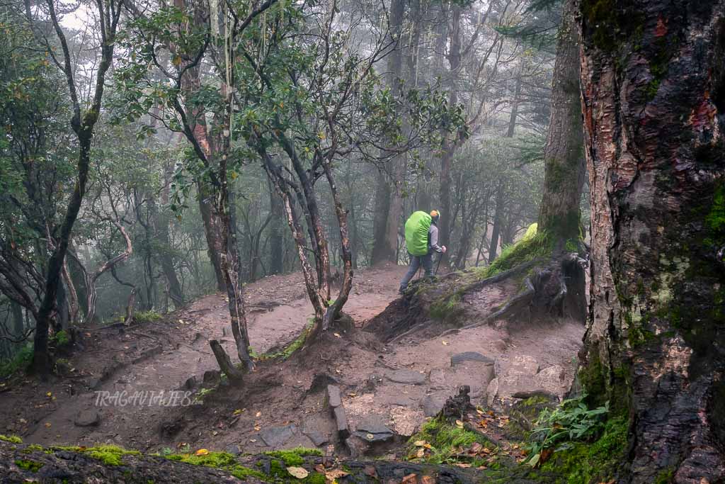 Trekking al campo base del Everest - Bosque