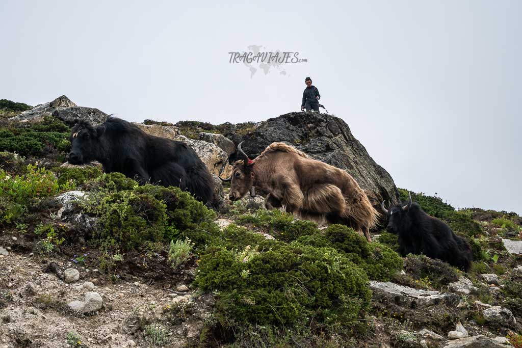 Trekking al campo base del Everest - Yaks