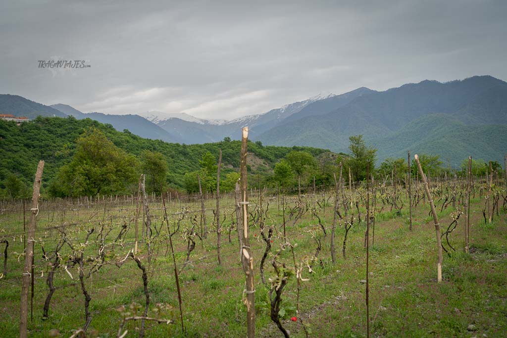 Viaje a Georgia de 10 días - Viñedos de la región de Kakheti