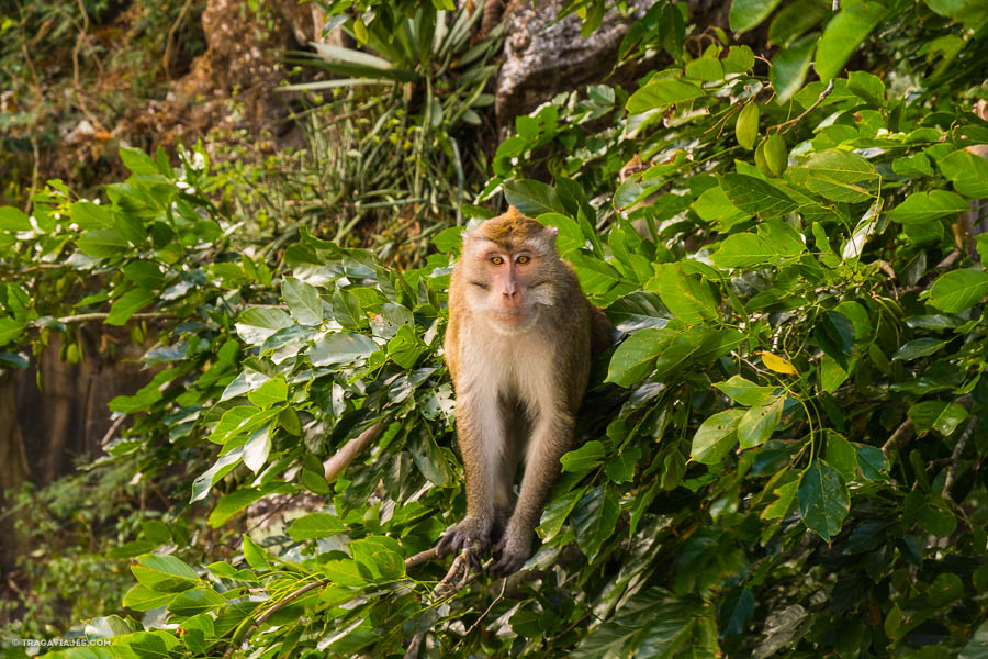 viaje a isla mauricio