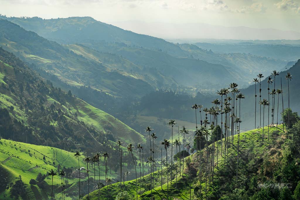 Eje Cafetero colombiano - Valle de Cocora