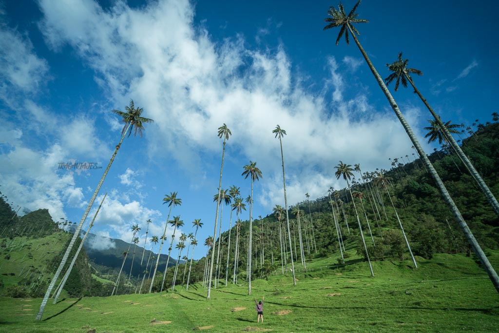 Zona Cafetera - Valle de Cocora