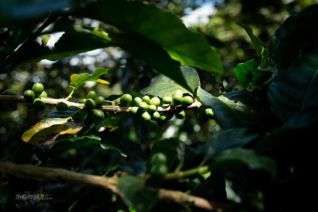 Zona Cafetera de Colombia